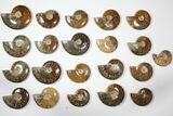 Lot: to Polished Ammonite Fossils - Pieces #116593-1
